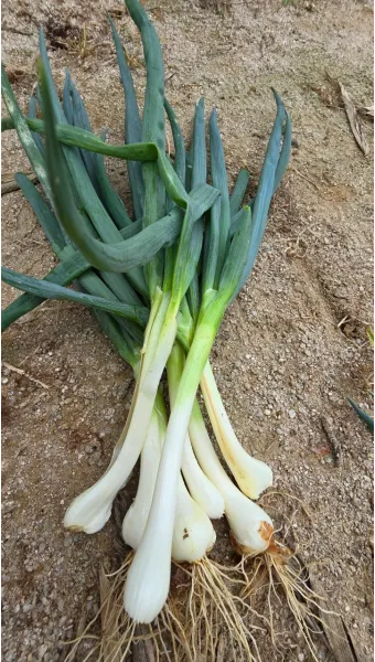 텃밭 대파 키우는 방법 파종 시기_24