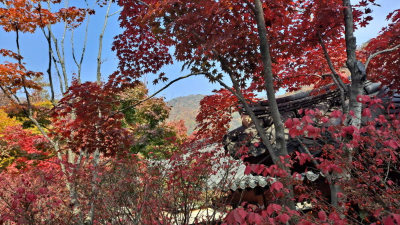 단풍명소_화담숲_식당