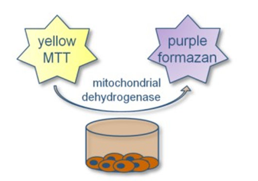 MTT assay 원리