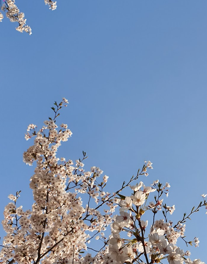 하동 십리 벚꽃길, 맨발로 걷는 봄 날의 선물: 발끝으로 느끼는 설레임