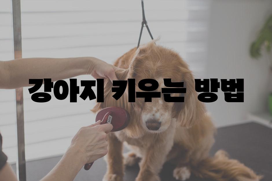 Dog care 2