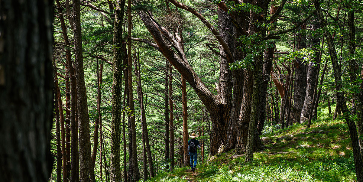 수십 미터 높이로 솟은 금강소나무들이 하늘을 가릴 듯 빽빽하게 들어서 있는 삼척활기 치유의숲