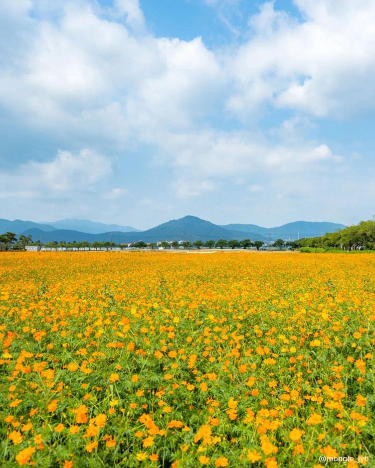 가을 여행지 코스모스 꽃구경 추천 장소
