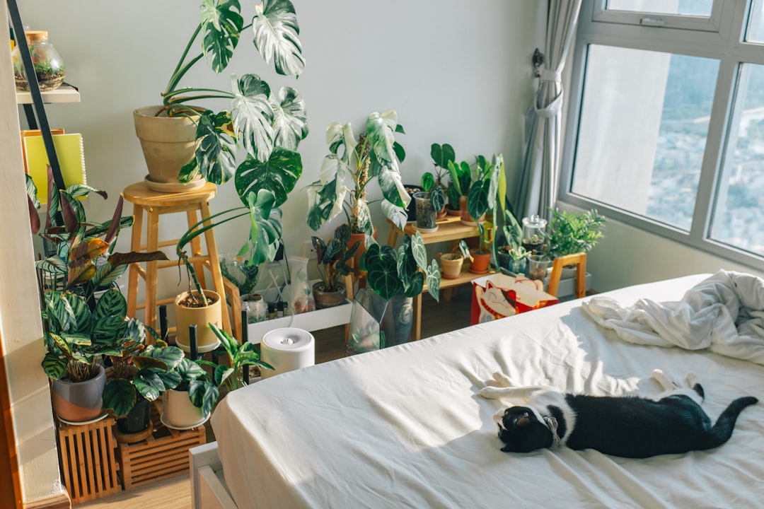 Homecare