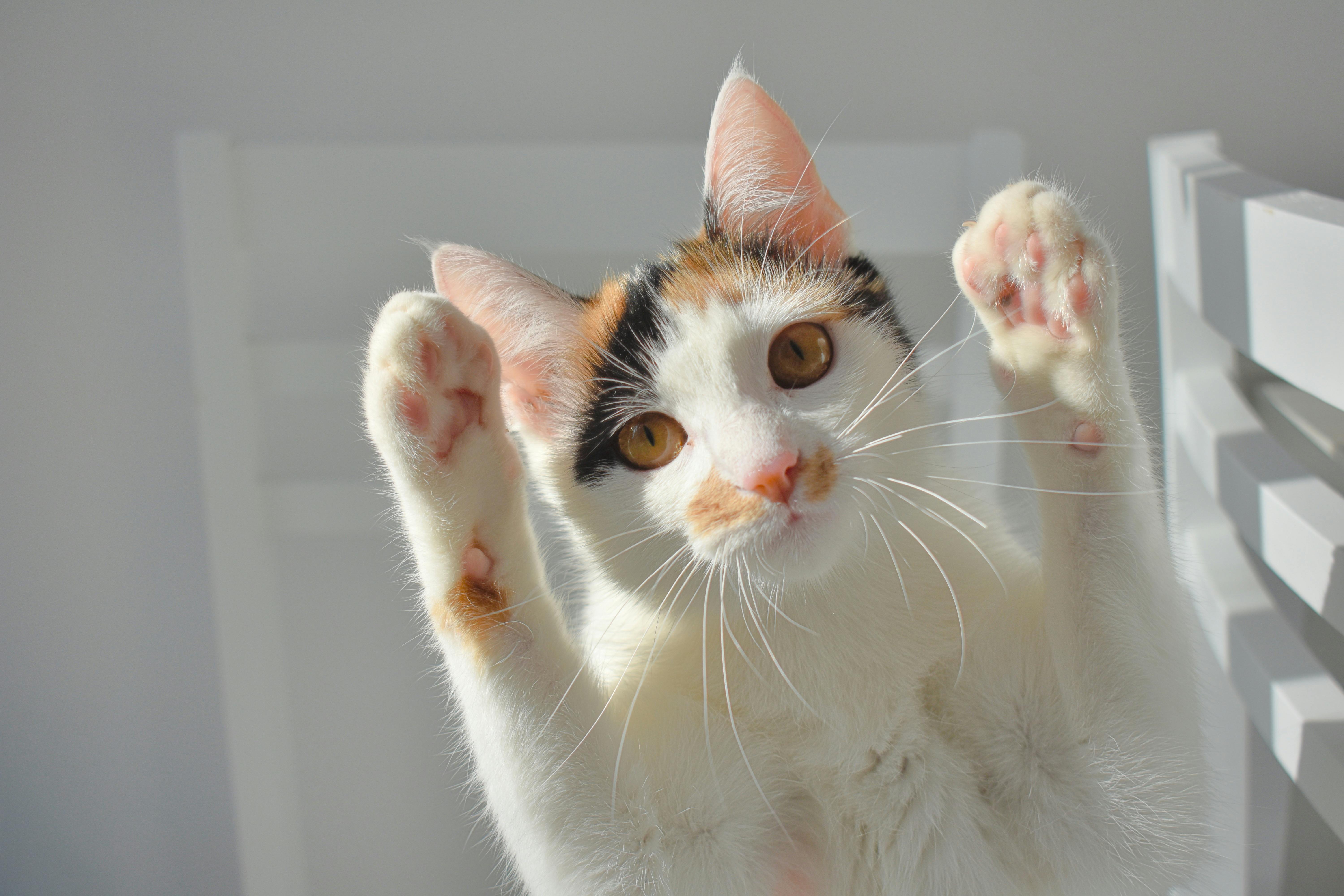 고양이 질환별 비용표|진단비·치료비 평균 구간 한 번에 정리(2025 최신)