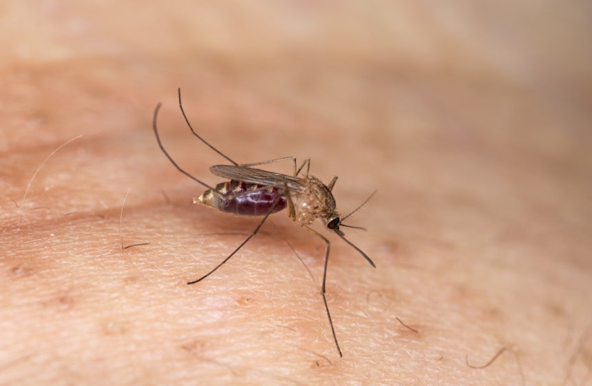 올여름 모기 전쟁 시작