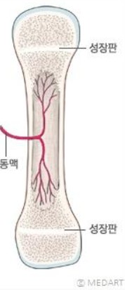 뺘와 혈관의 연결관계