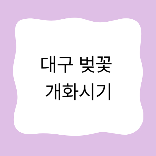 대구 벚꽃