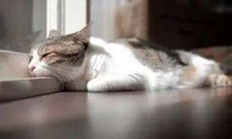 고양이 우울증과 무기력증 증상_5