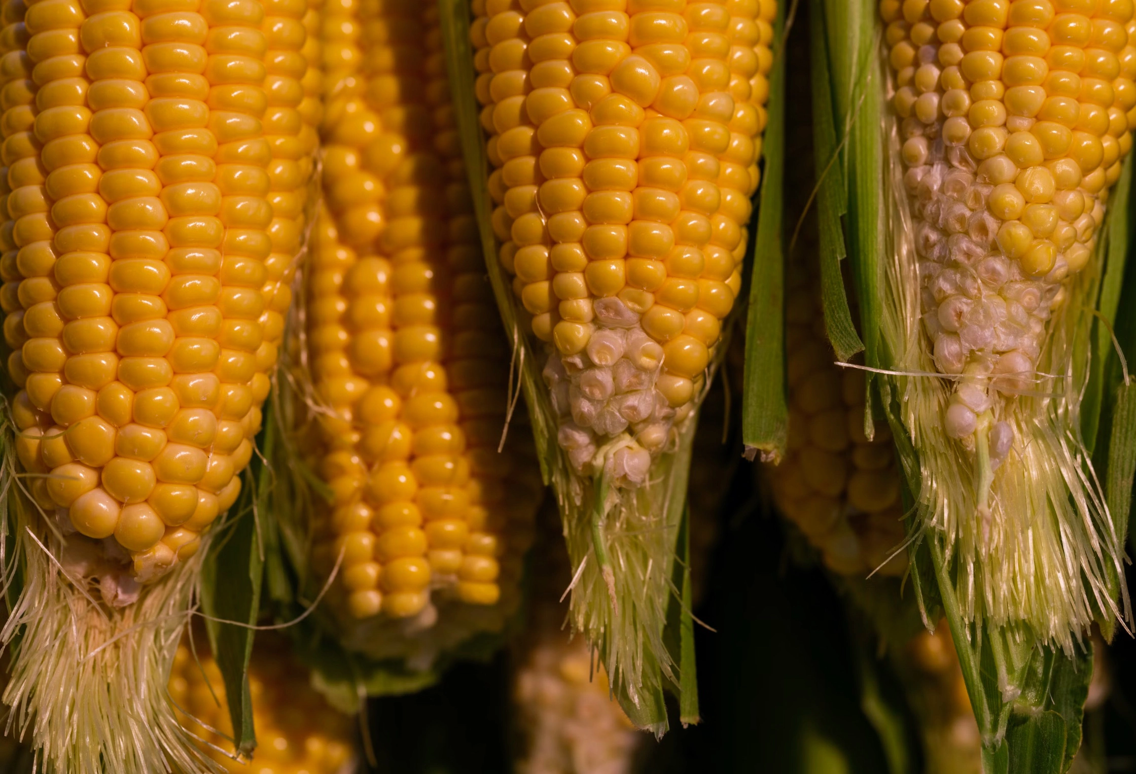 옥수수수염차 효능