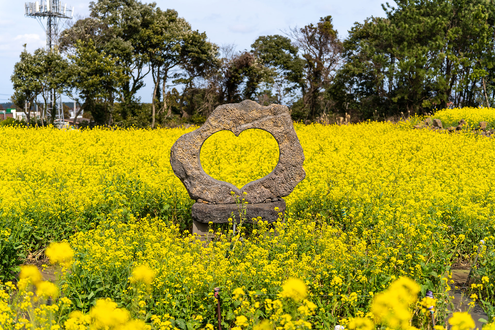 짱구네 유채꽃밭