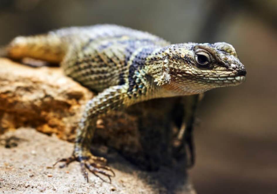 도마뱀 나오는 꿈