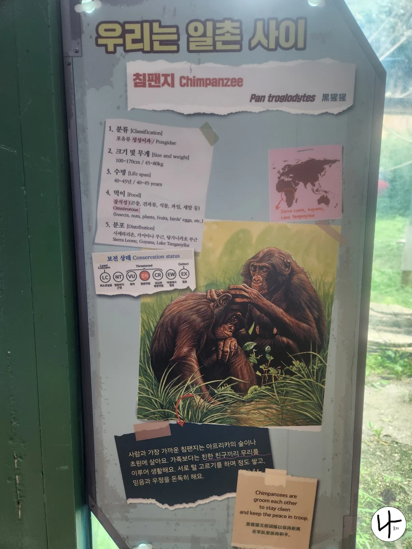 침팬지-키-몸무게-서식지-정보