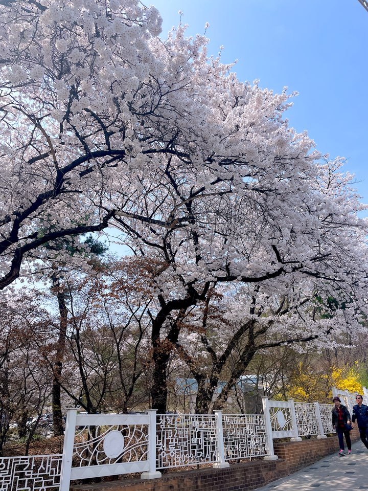 벚꽃