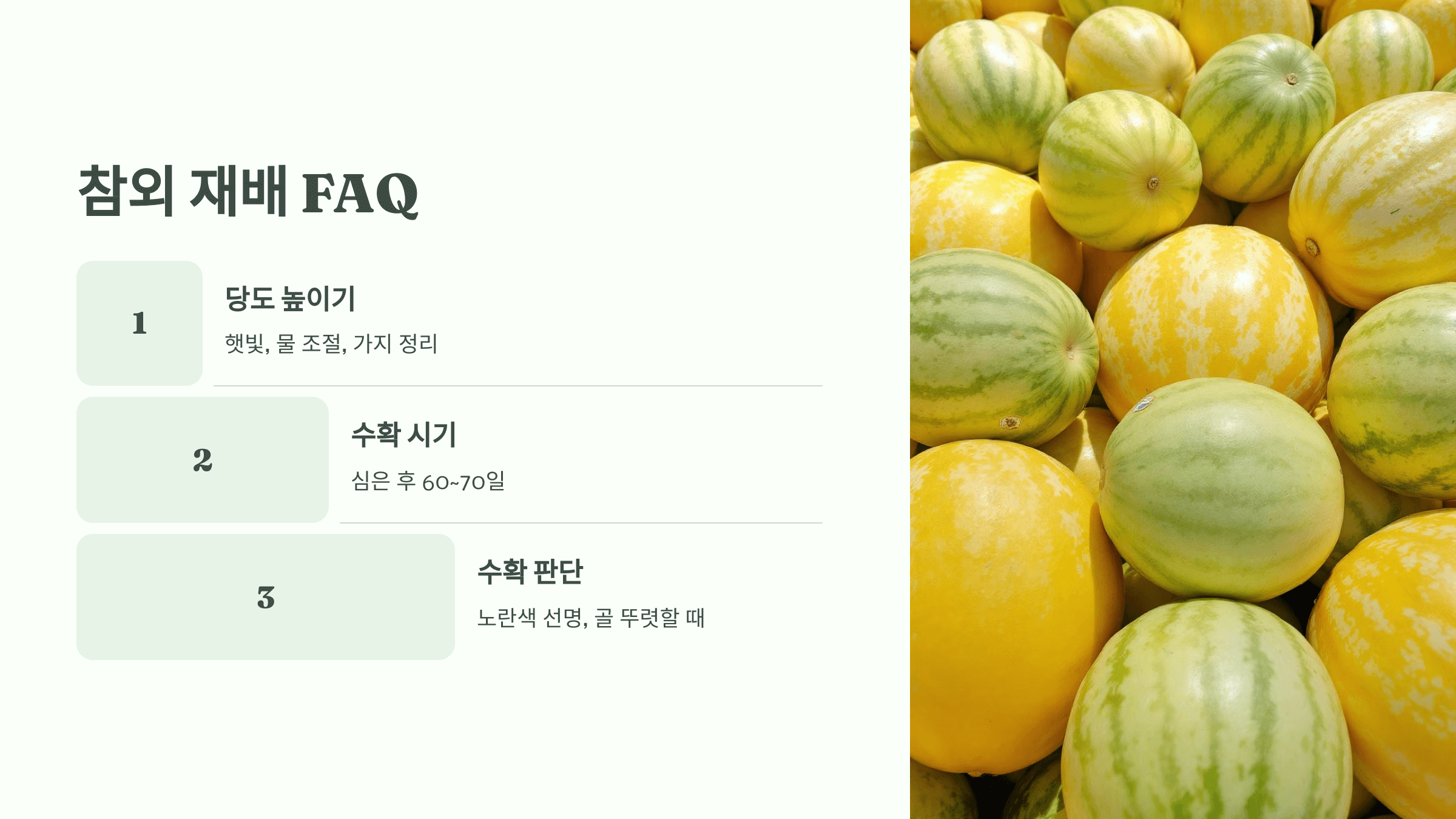 참외 사진입니다.