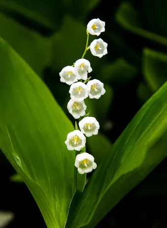 은방울꽃 꽃말 봄 꽃 꽃말 모음_10