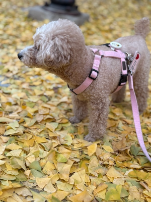 강아지 산책의 중요성과 올바른 방법