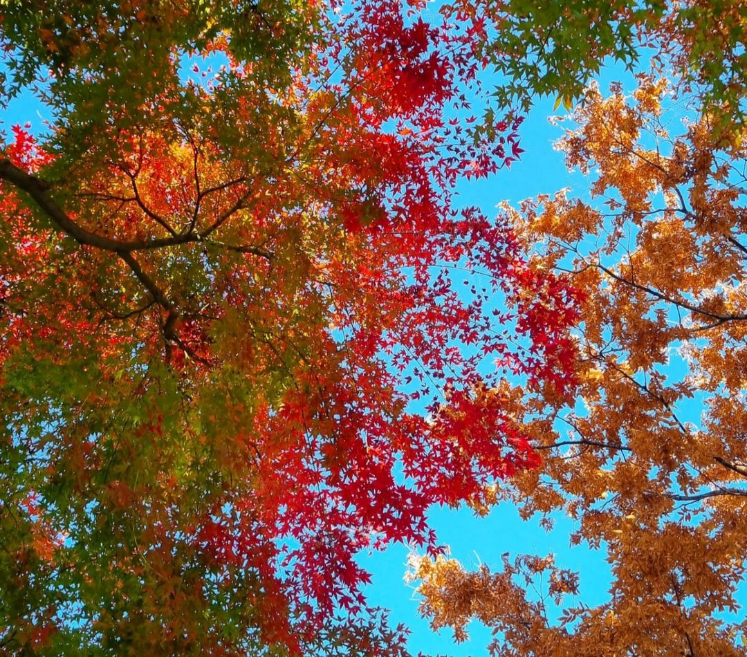 선명한 붉은빛의 가을단풍과 파란 하늘 장면