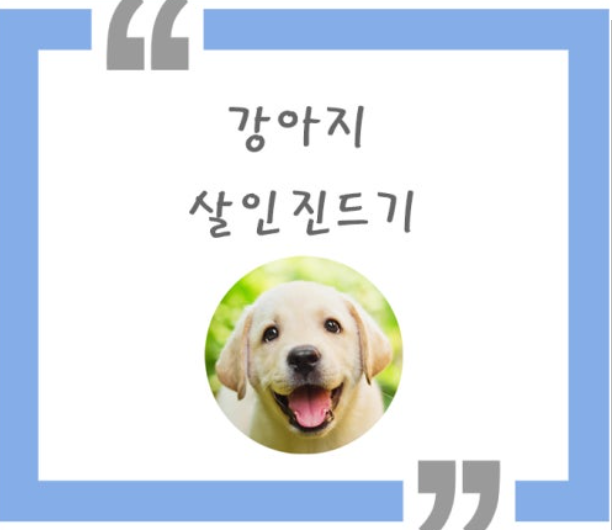 반려견과 야외활동 시 진드기 주의 증상