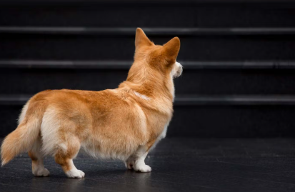 계단을 바라보는 개.