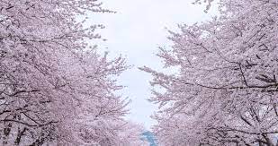 벚꽃개화시기 2024