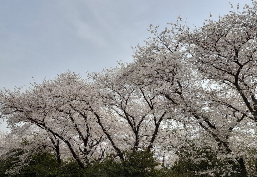 진해-군항제-벚꽃-놀이