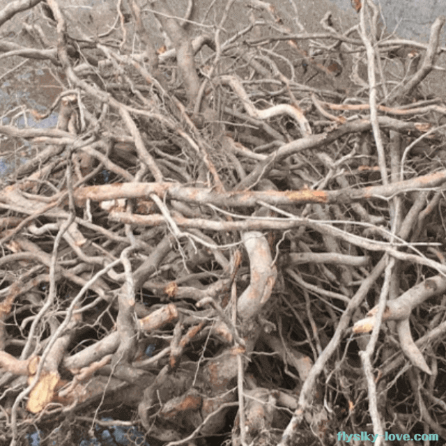 해독작용에 좋은 찔레나무 뿌리