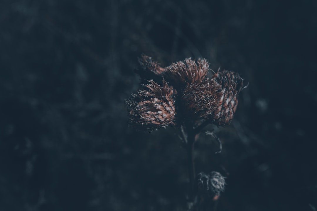 Burdock