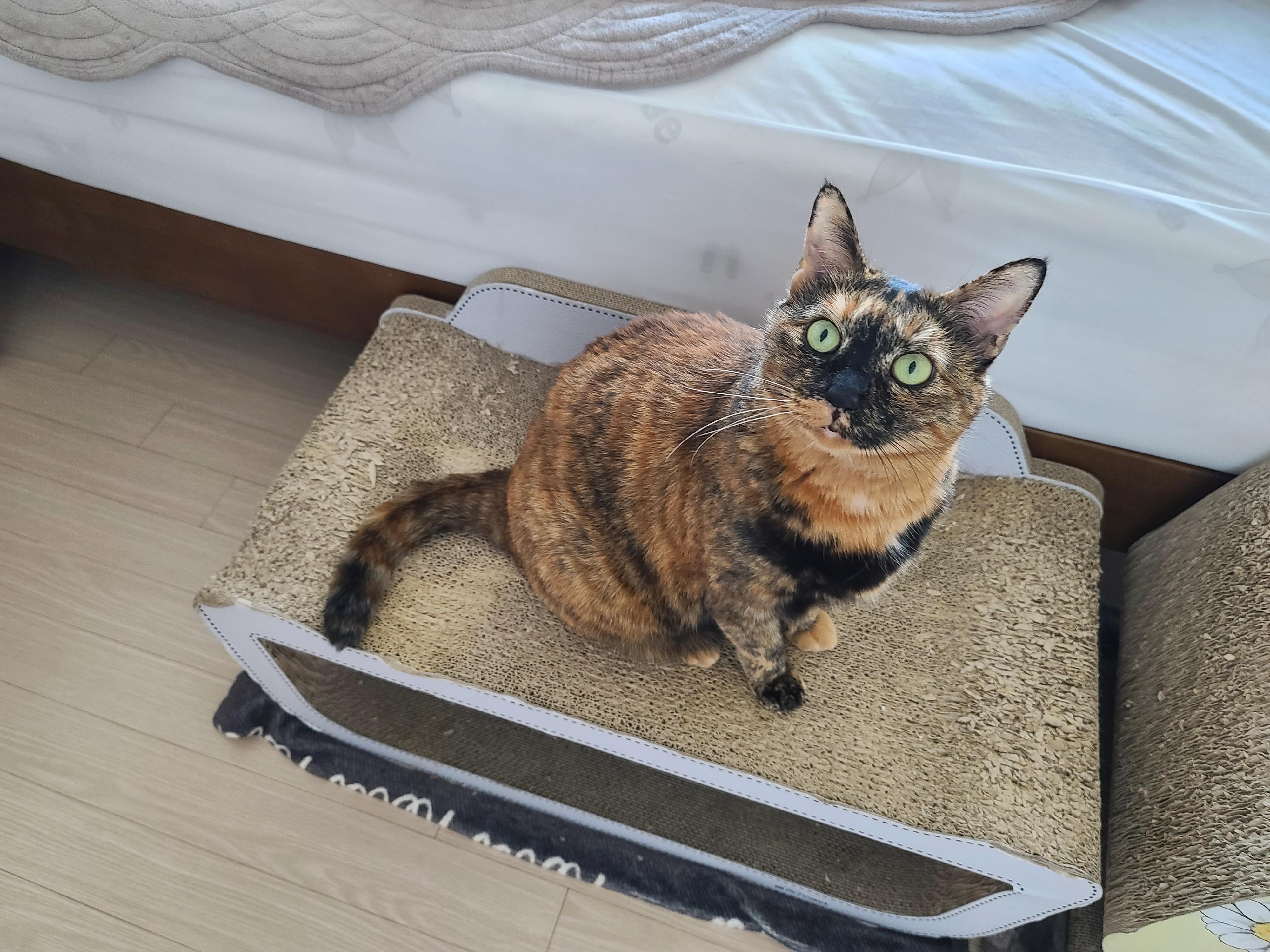 오랜만에 맑은 하늘이었던 날 아홉냥이네 고양이들.