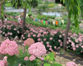 공주 수국축제_36