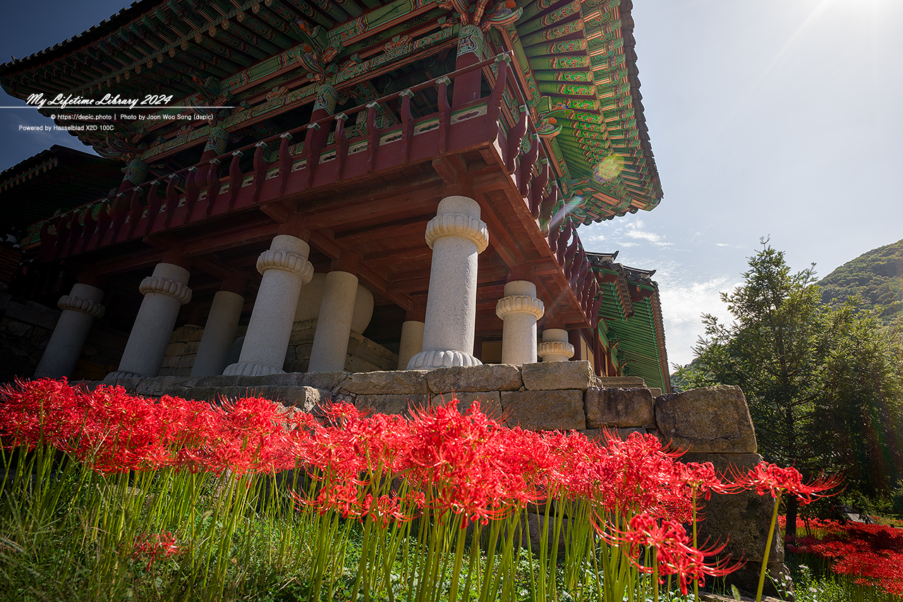 영광 불갑사 꽃무릇 가을