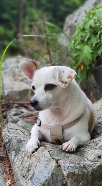 반려견 훈련 도구: 초보자를 위한 필수 아이템과 사용법