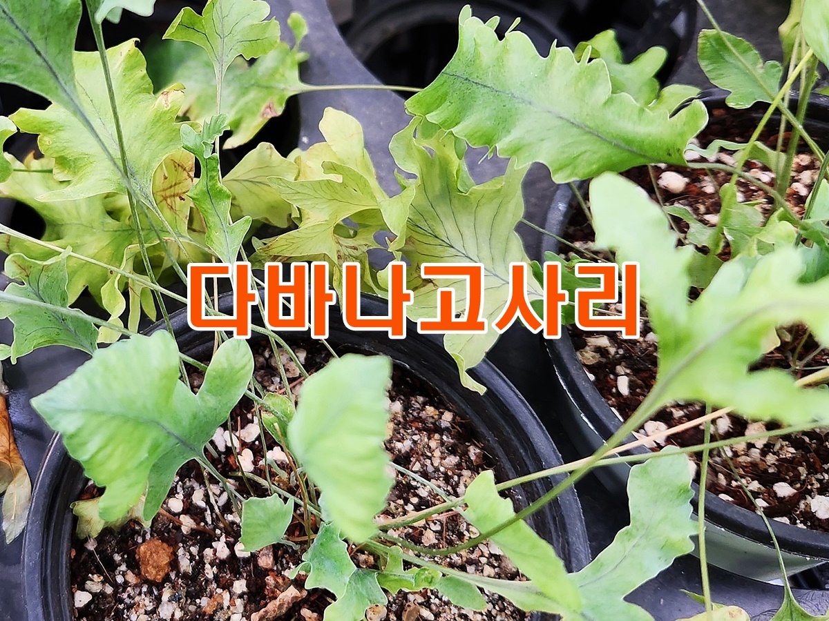 다바나고사리