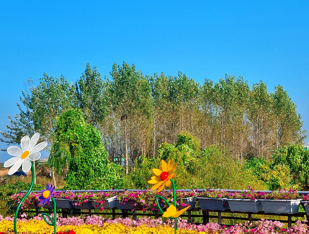2024 인천 계양 아라온 가을꽃 전시회, 국화 축제(~11.10.): 야경, 아라뱃길, 전통놀이 체험