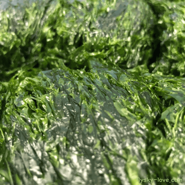 빈혈에 효과적인 파래의 특징