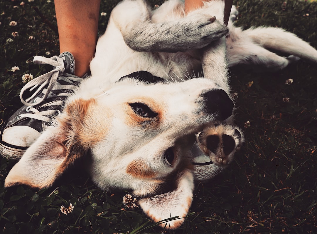 Dog.
