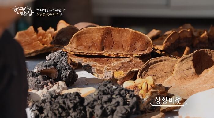 상황버섯