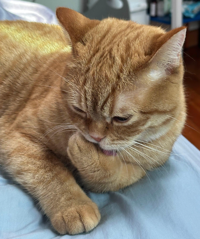 고양이 이름 짓는 법