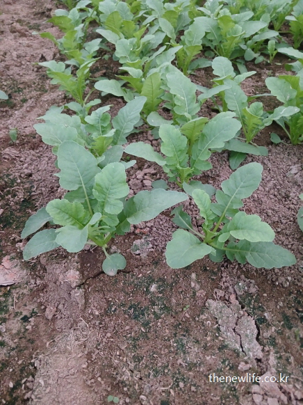 해독 작용에 도움이 되는 신선한 열무 한 포기와 열무 효능