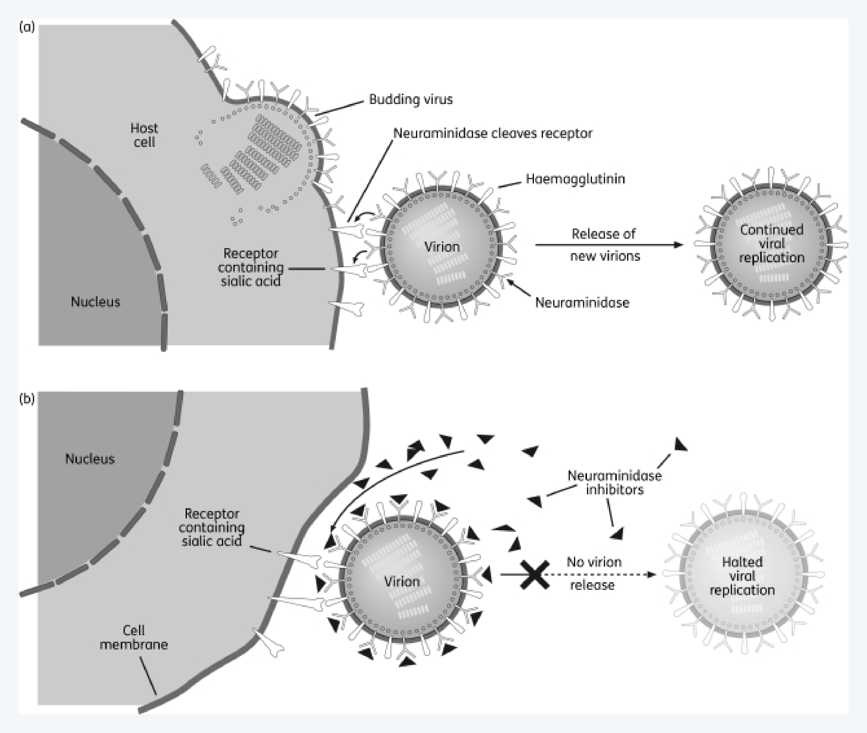 인플루엔자, 독감