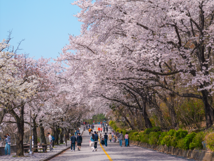 충주댐 벚꽃길1