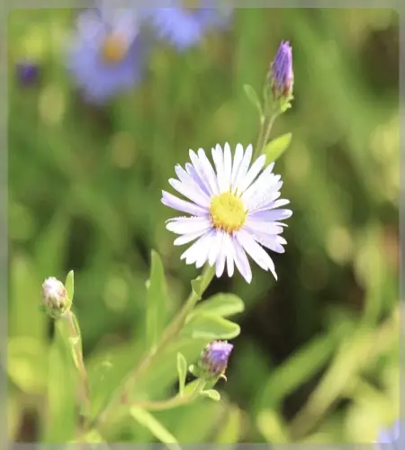 아침고요수목원_9