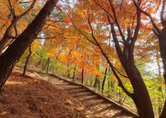 2025 충청도 단풍 명산 코스 추천 ❘ 월악산&middot;계룡산&middot;속리산 절정 시기