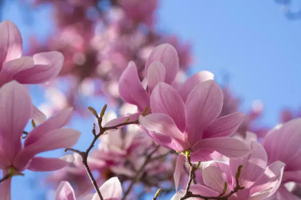 서울-수도권-3월-꽃축제-서울-근교-봄꽃-명소