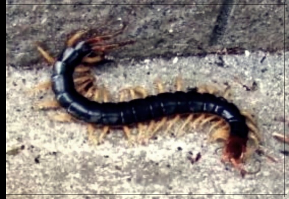 지네 물렸을 때 증상과 처치법, 민간요법 알아보기