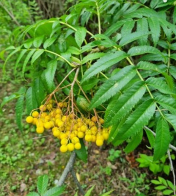 덜익은 마가목 사진