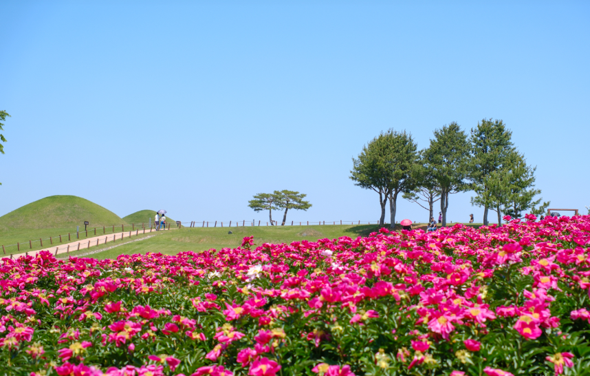 의성 조문국사적지 작약꽃
