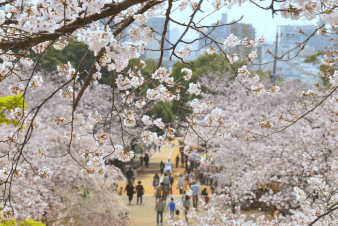 후쿠오카 벚꽃 개화시기
