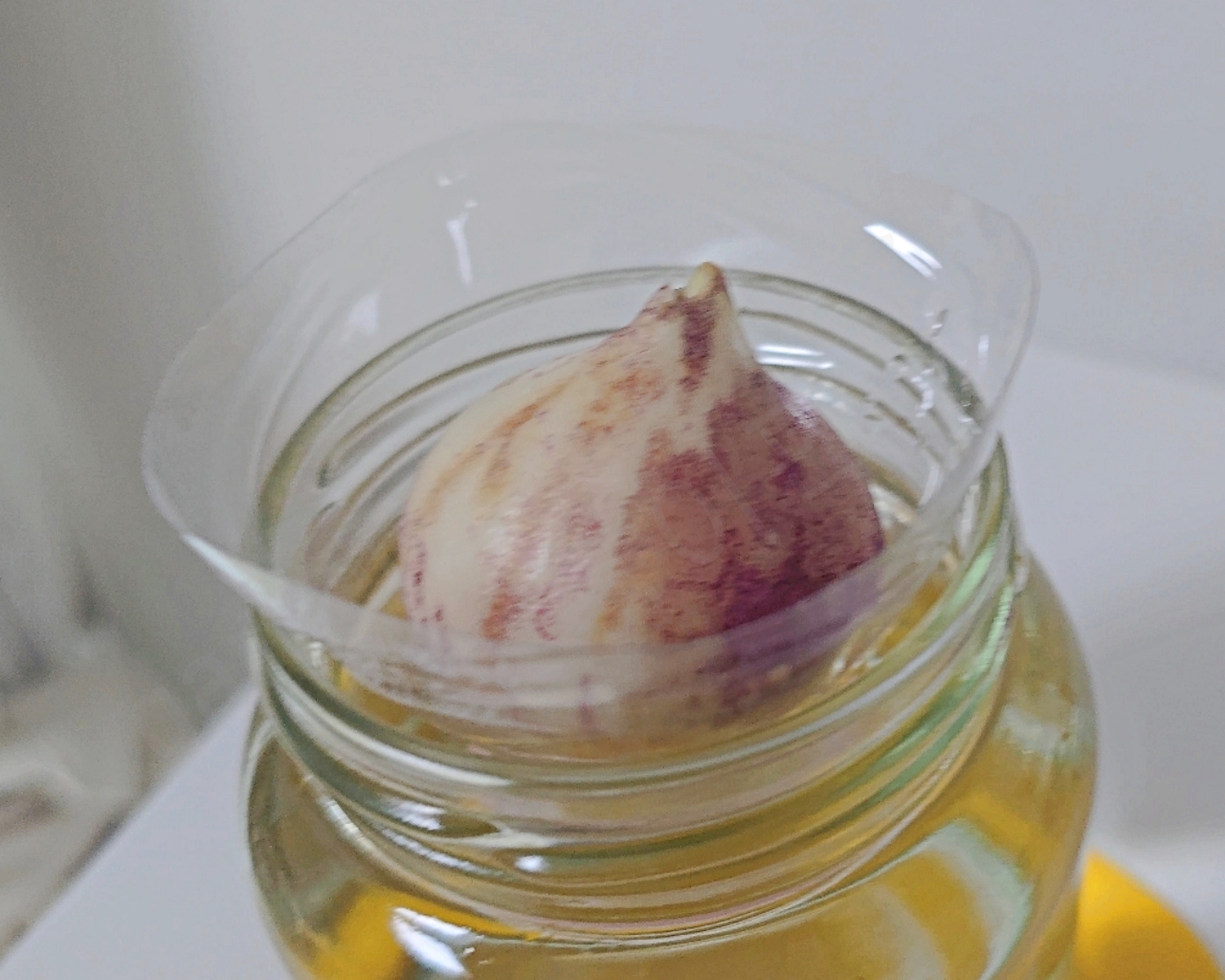 수경재배 튤립 구근