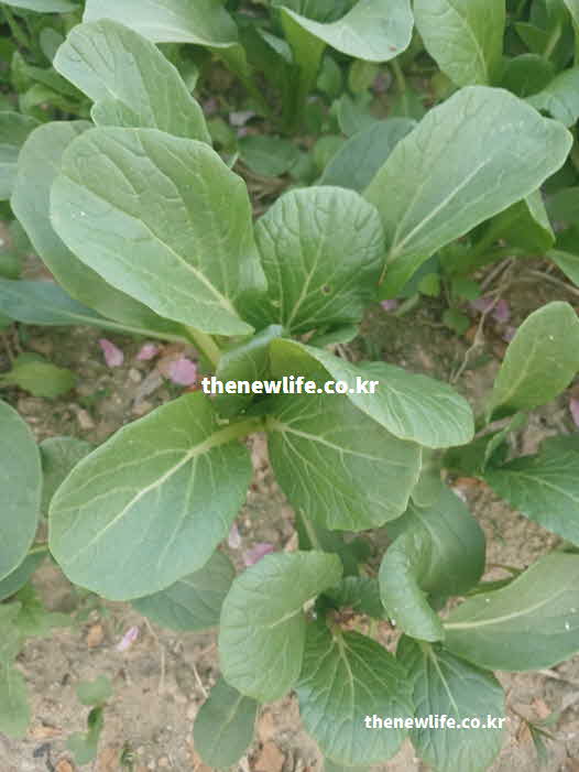 유채 나물 효능 성분 영양가치